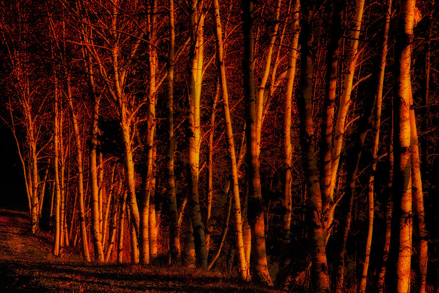 Roadside Birches At Sunrise Photograph by Irwin Barrett