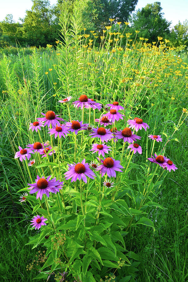 Roadside Coneflowers in McHenry County Photograph by Ray Mathis