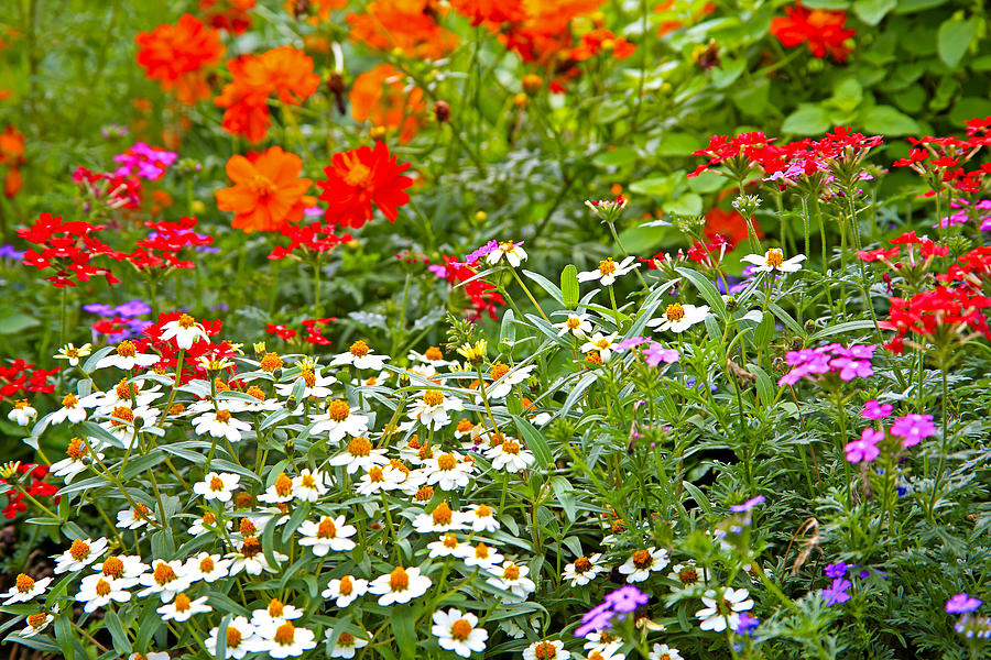 Roadside Garden Photograph by Edita De Lima | Fine Art America