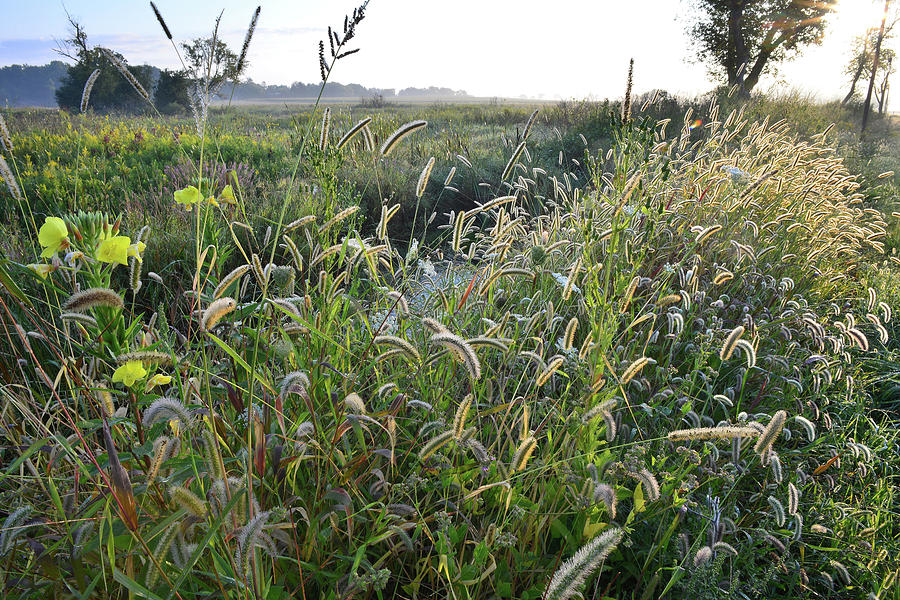 Roadside Grasses in Glacial Park Photograph by Ray Mathis