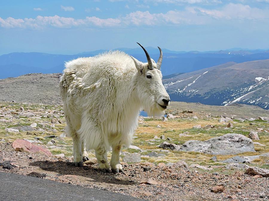 Roadside Mountain Goat Photograph by Connor Beekman