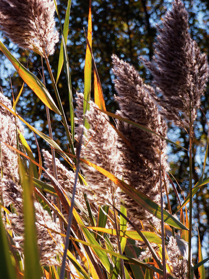 Roadside Pampas Photograph by Leslie Montgomery