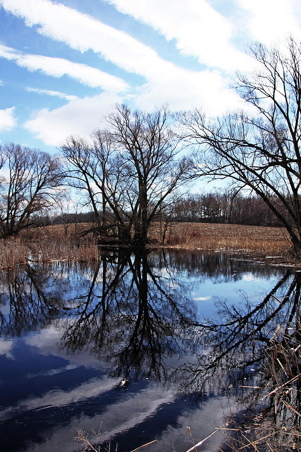 Roadside Pond IV Photograph by Debbie Oppermann