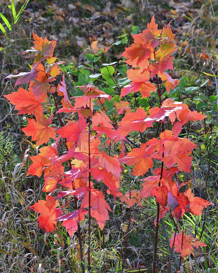 Roadside Red Maple Photograph by Ray Mathis