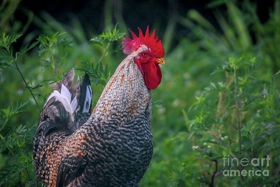 Roadside Rooster Photograph by Tom Claud