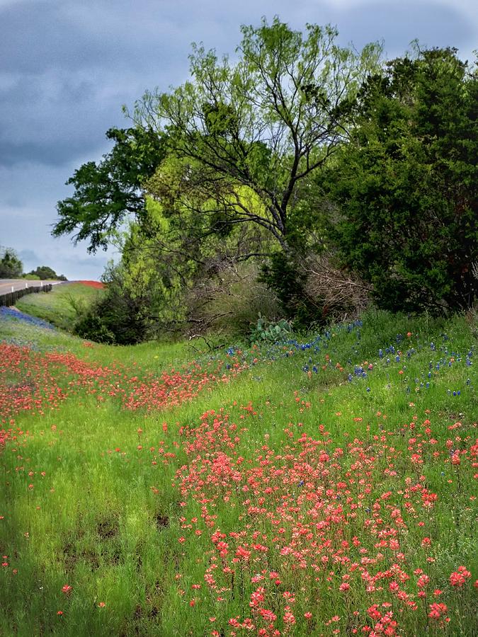 Wildflower Roadside Splendor  Photograph by Harriet Feagin