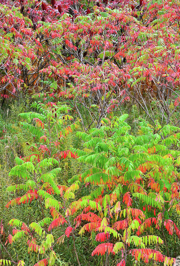 Roadside Sumac in Fall Photograph by Ray Mathis