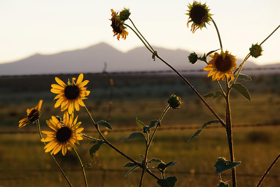 Roadside Sunflower Photograph by Julie Carter