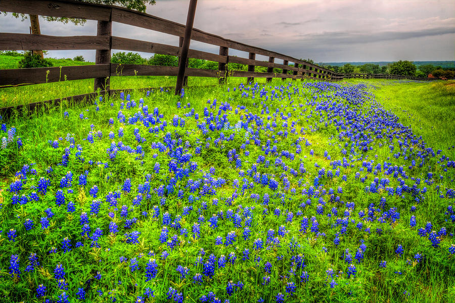 Roadside Texas Bluebonnets Photograph by David and Carol Kelly
