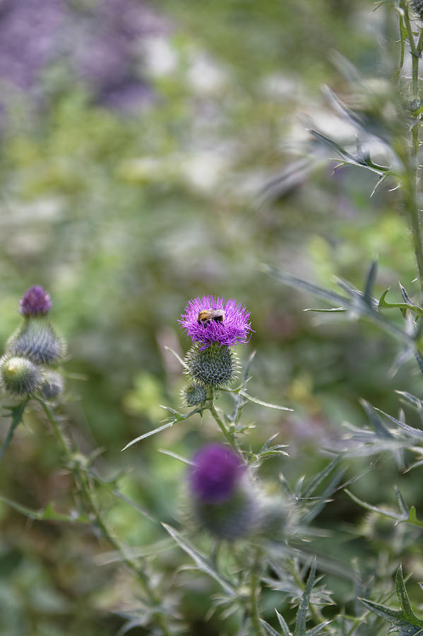 Autumn Photograph - Roadside Thistle Bee Polination by Adrian Bud Autumn Photograph - Roadside Thistle Bee Polination by Adrian Bud