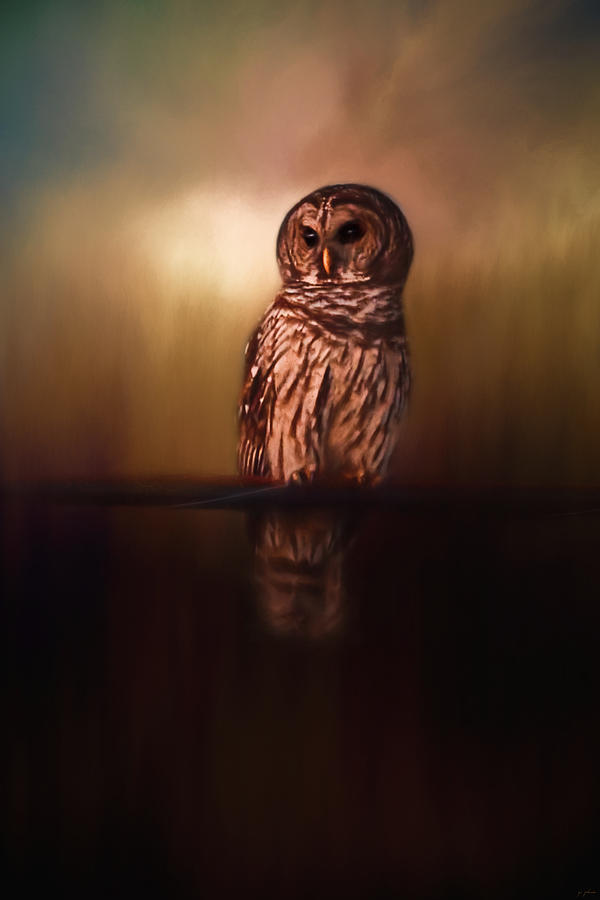 Owl Photograph - Roadside Warrior by Jai Johnson