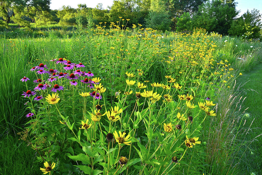 Roadside Wildflowers in McHenry County Photograph by Ray Mathis