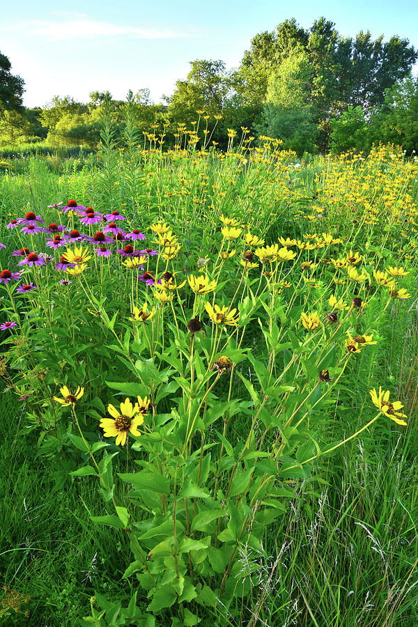 Roadside Wildflowers in McHenry, Illinois Photograph by Ray Mathis