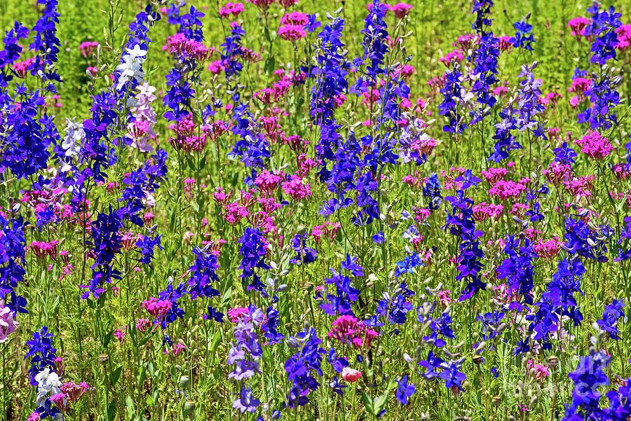 Roadside Wildflowers In North Carolina Photograph by Willie Harper