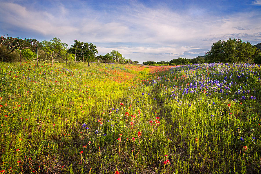 Roadside Wildflowers in the Texas Hill Country Photograph by Lynn Bauer