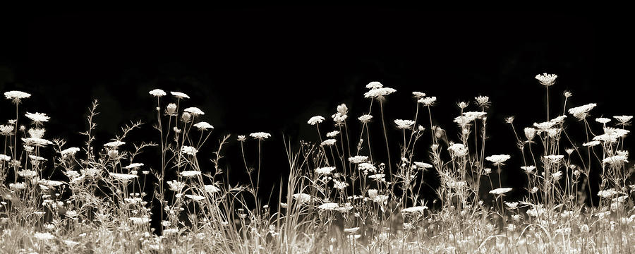 Roadside Wildflowers Photograph by Lori Deiter