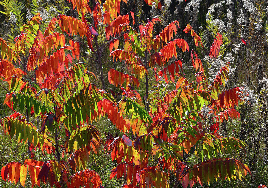 Roadside Wisconsin Sumac in Full Color Photograph by Ray Mathis