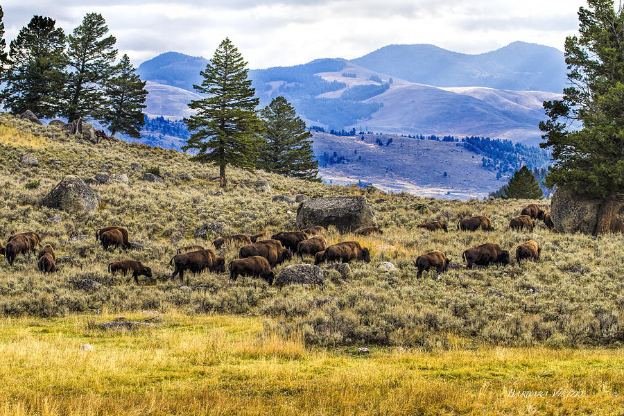 Yellowstone National Park Photograph - Roaming Bison by Barbara Vietzke