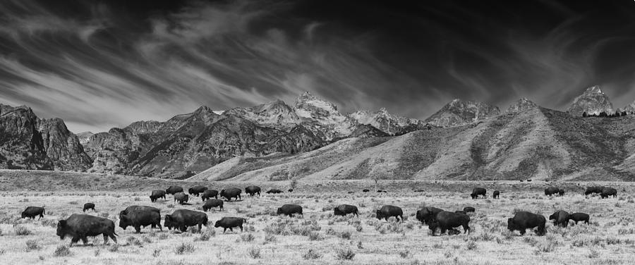 Roaming Bison In Black And White Photograph