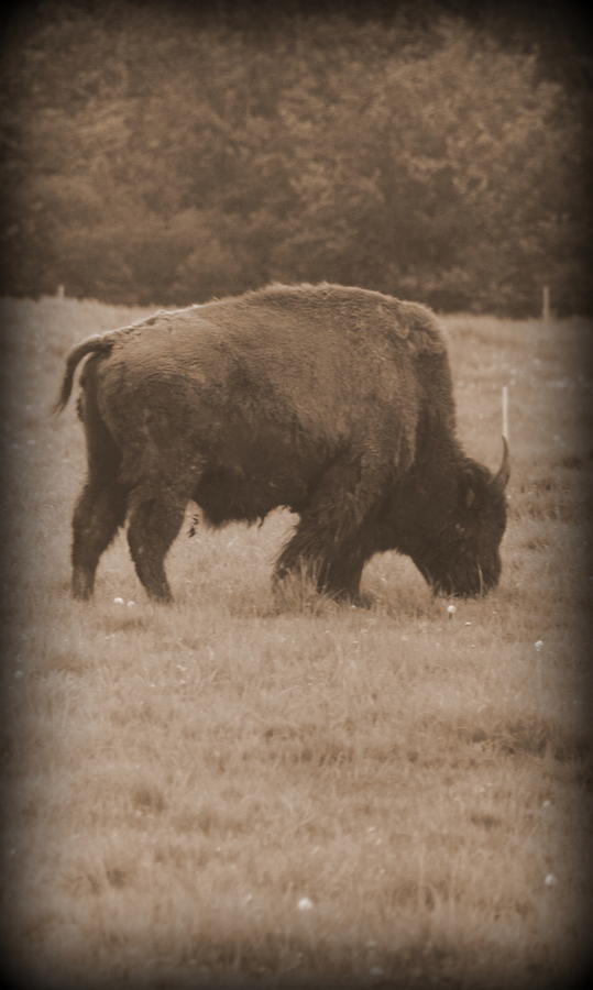 Roaming Bison Photograph by Kimberly Woyak