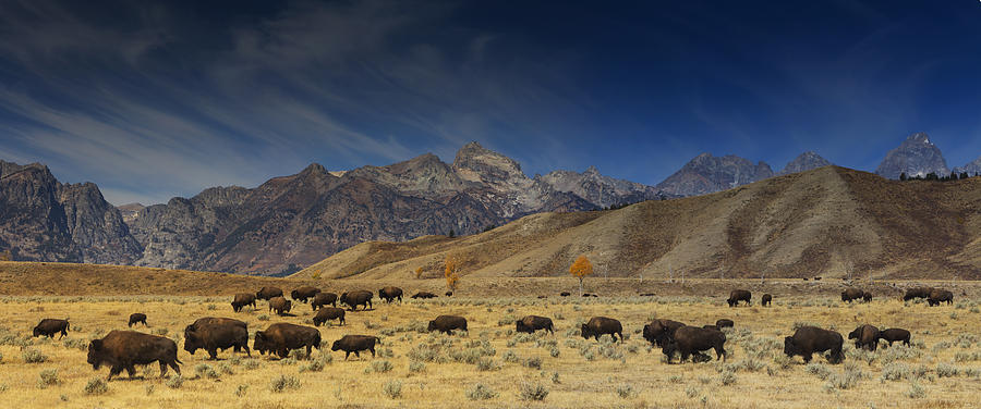 Grand Teton National Park Photograph - Roaming Bison by Mark Kiver