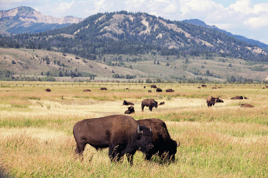 Roaming Buffalo Photograph by Sherry Huse - Fine Art America
