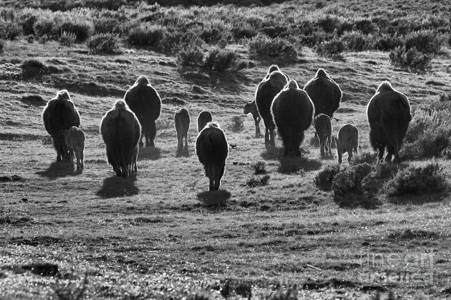 Roaming Off Into The Sunset Black And White Photograph by Adam Jewell