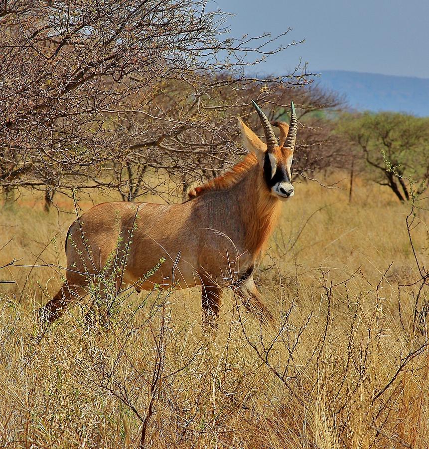 Roan Antelope Lephale South Africa Photograph By Stacie Gary Fine Art