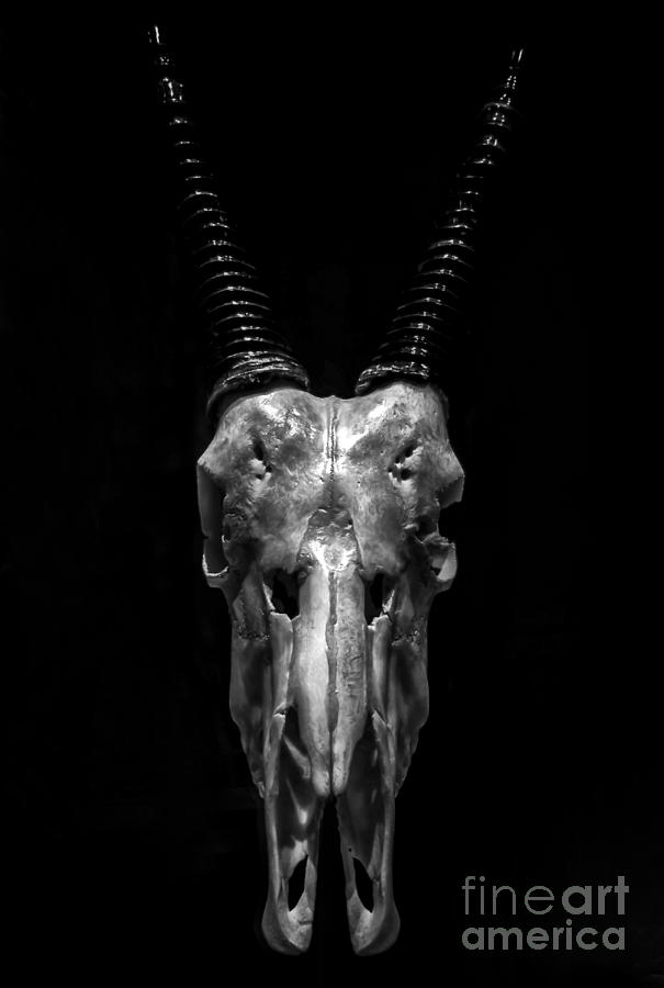 Oryx Skull Photograph by James Aiken