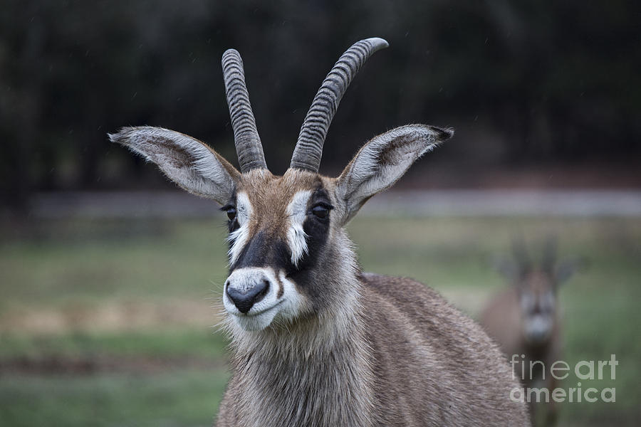 Roan Antelope V6 Photograph by Douglas Barnard