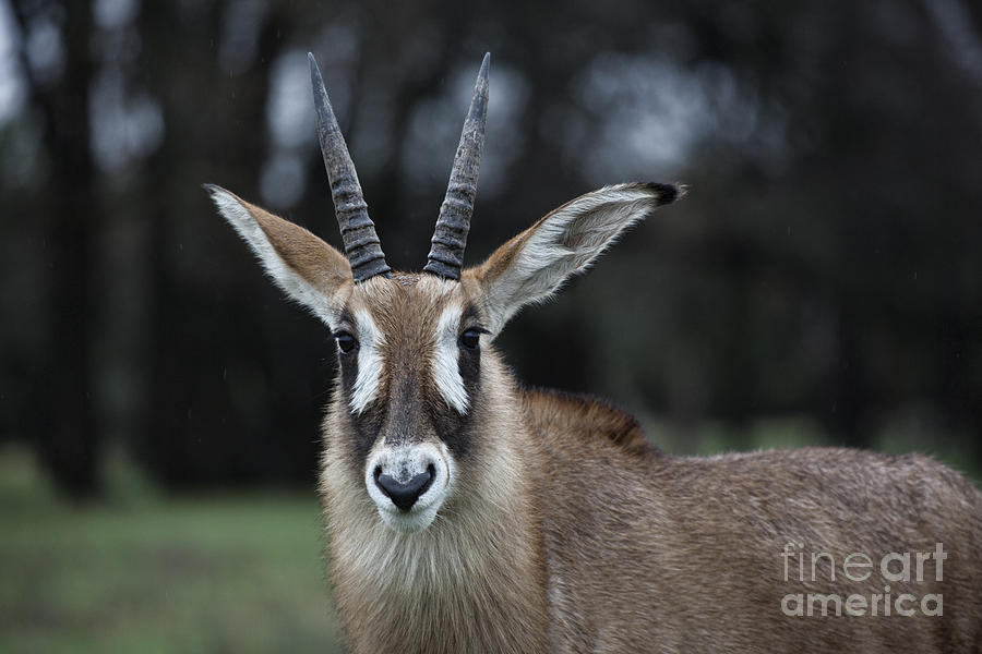 Roan Antelope V7 Photograph by Douglas Barnard