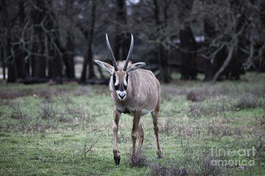 Roan Antelope V8 Photograph by Douglas Barnard