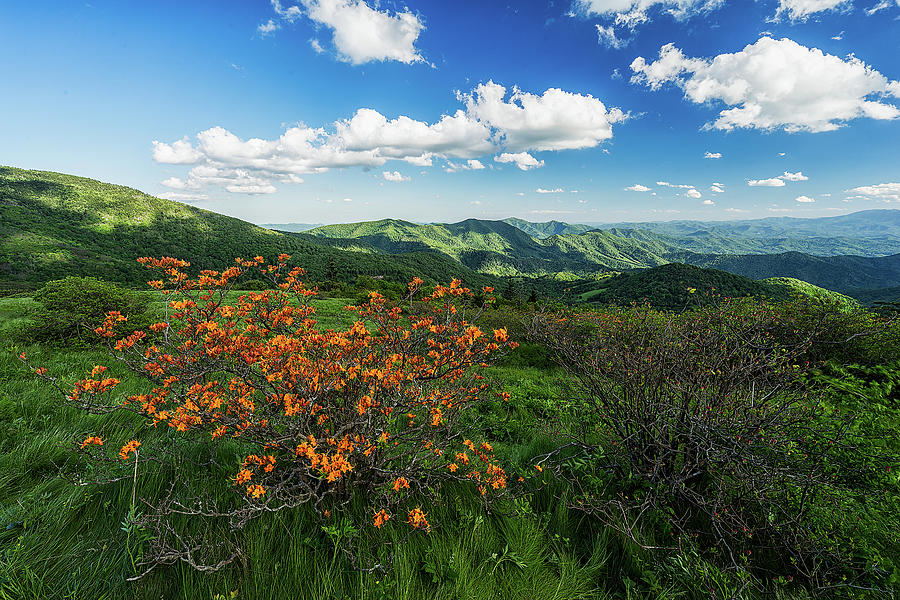 Roan Highlands Photograph - Roan Highlands - Flame Azalea by Jason Penland Roan Highlands Photograph - Roan Highlands - Flame Azalea by Jason Penland