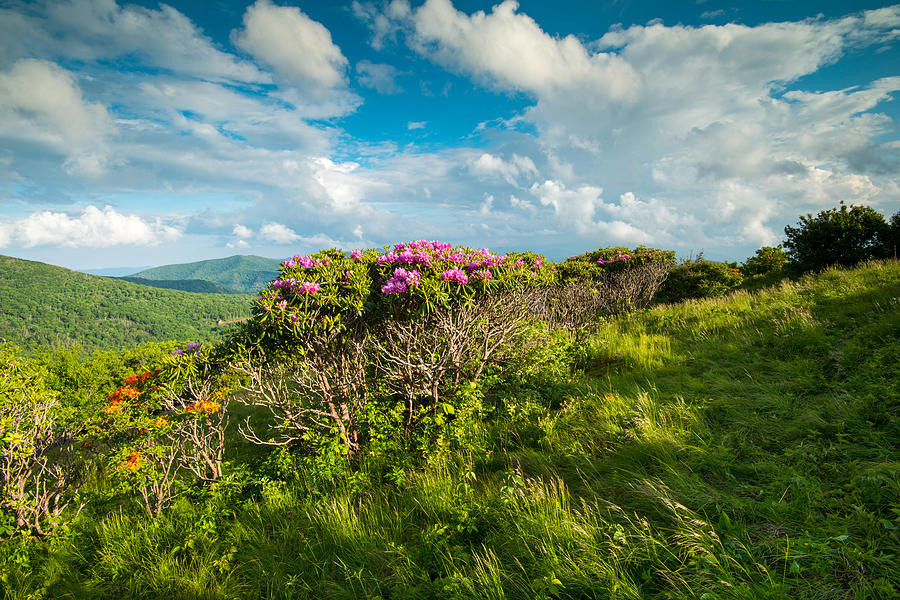 Roan Highlands Grassy Ridge Appalachian Trail by Rick Dunnuck Roan Highlands Grassy Ridge Appalachian Trail by Rick Dunnuck