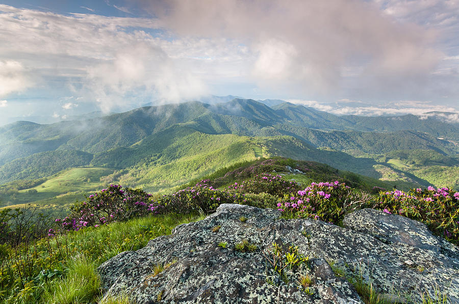 Roan Highlands - Grassy Ridge Rhododendron Photograph by Mark VanDyke