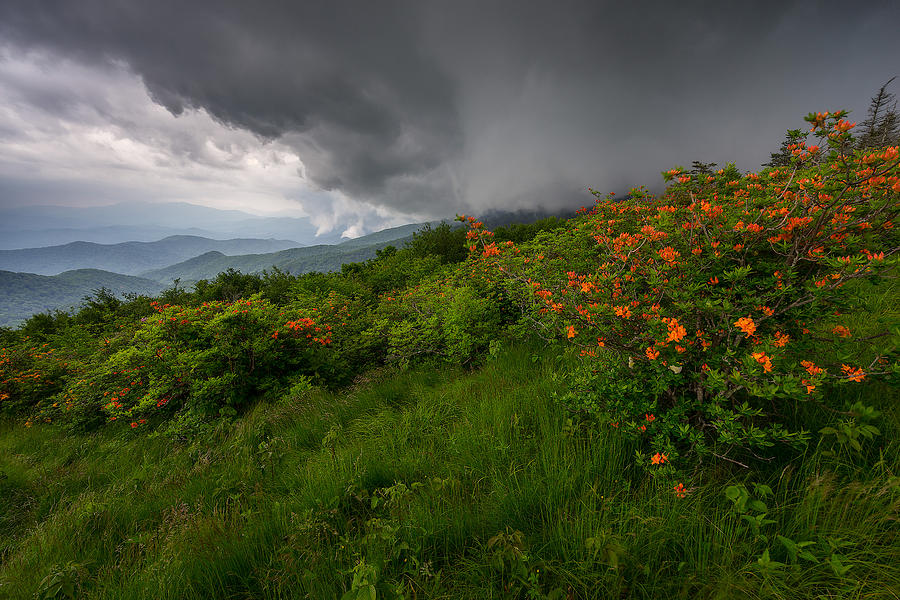 Flower Photograph - Roan Highlands - Roan Storm by Jason Penland