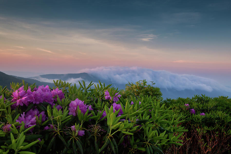 Rhododendron Photograph - Roan Mountain Morning by Rob Travis