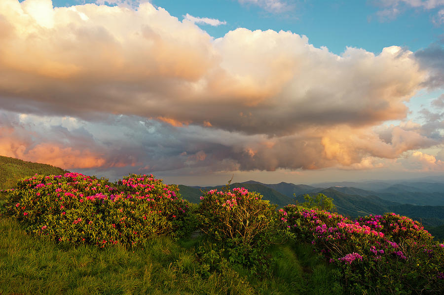 Roan mountain rhododendron bloom Photograph by Jason Felizarta Pixels