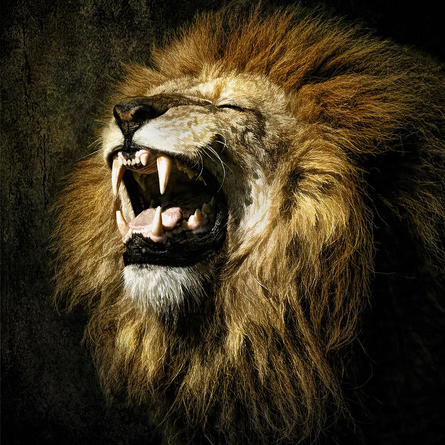 Lion Photograph - Roar by Brian Tarr