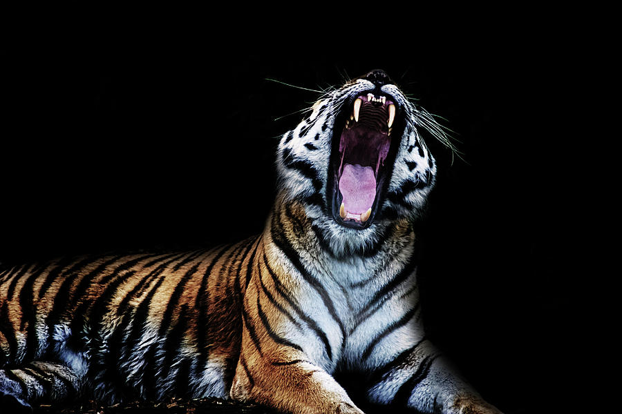 Wildlife Photograph - Roar by Martin Newman