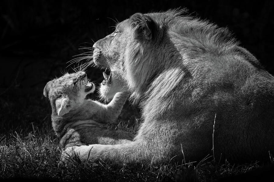 Wildlife Photograph - Roar practice by RT Photography Wildlife Photograph - Roar practice by RT Photography