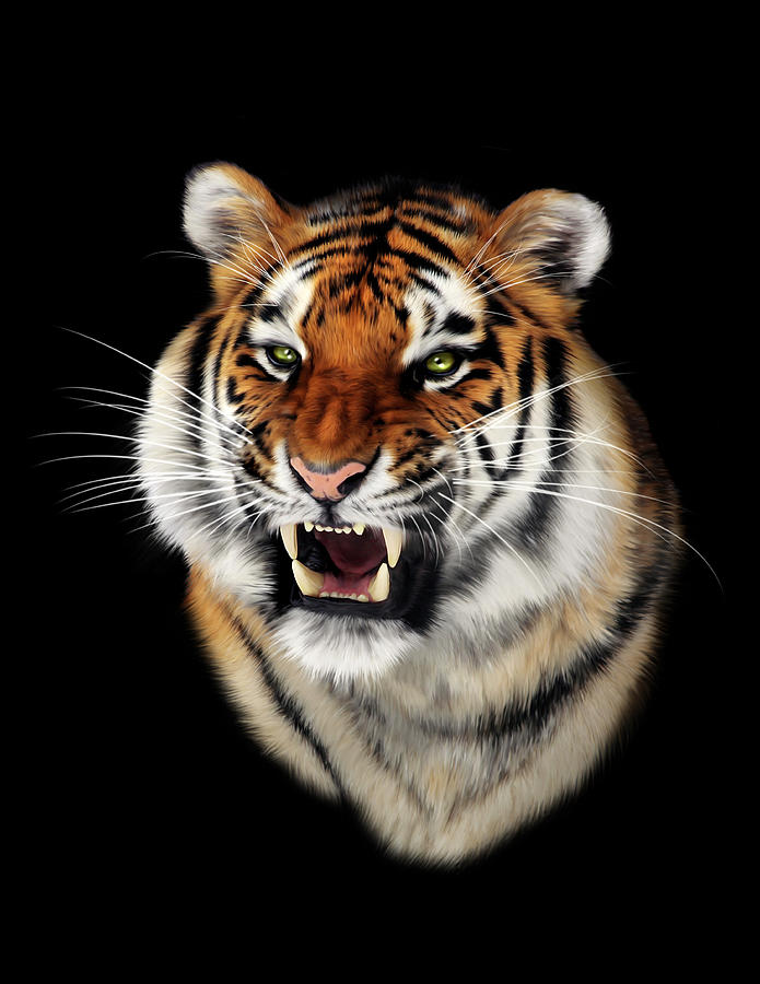 Close Up Portraits of roaring Bengal Tiger. Digital artwork Stock  Illustration