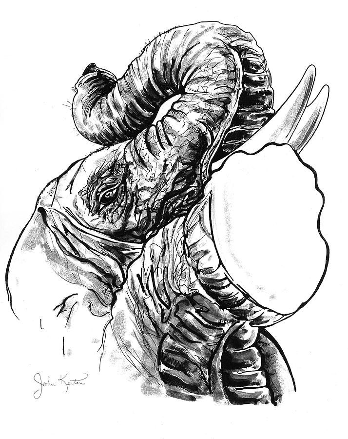 Elephants Drawing - Roaring Elephant by John Keaton Elephants Drawing - Roaring Elephant by John Keaton