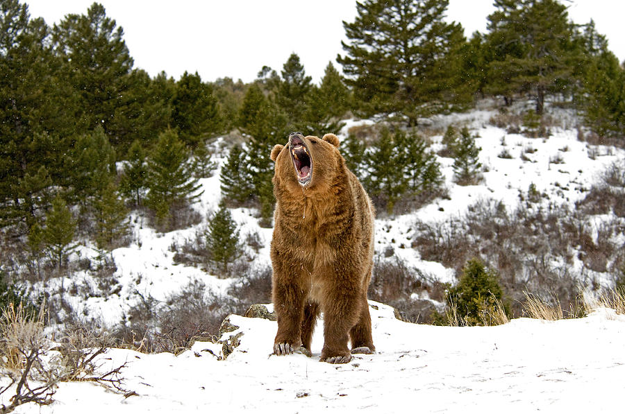 Roaring Grizzly in Winter Photograph by Scott Read