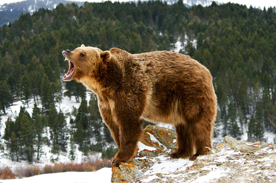 Roaring Grizzly on Rock Photograph by Scott Read
