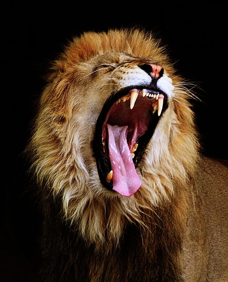 roaring-lion-4-j-bonnerart.jpg
