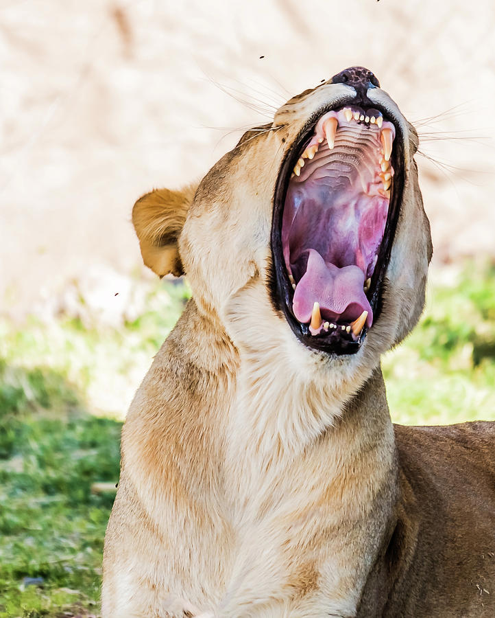 Lion Photograph - Roaring Lion by Subhadra Burugula