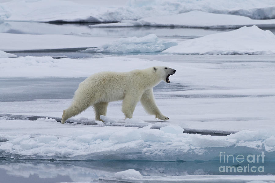 Roaring Polar Bear Photograph by Jean-Louis Klein & Marie-Luce Hubert