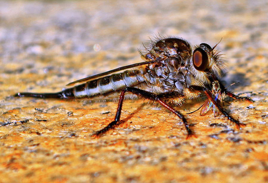 Robber Fly 001 Photograph by George Bostian