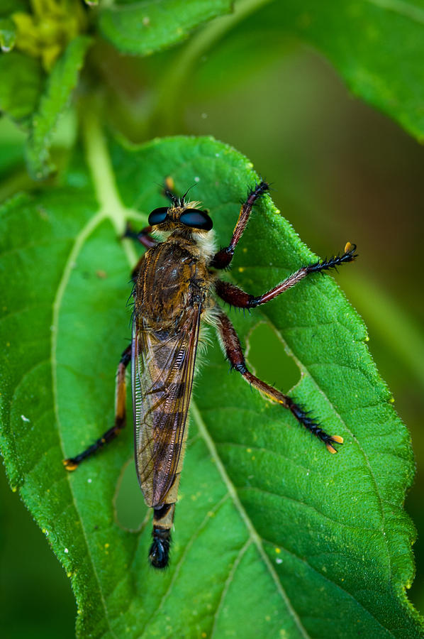 Robber Fly 1 Photograph by Jeff Phillippi